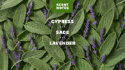 Alpine Sage - Fresh Notes