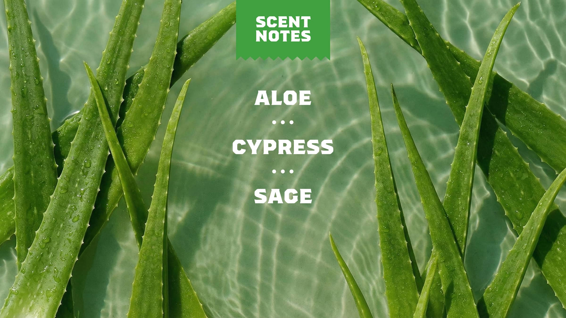 Cool Fresh Aloe Full & Thick Shampoo - Clean Mood